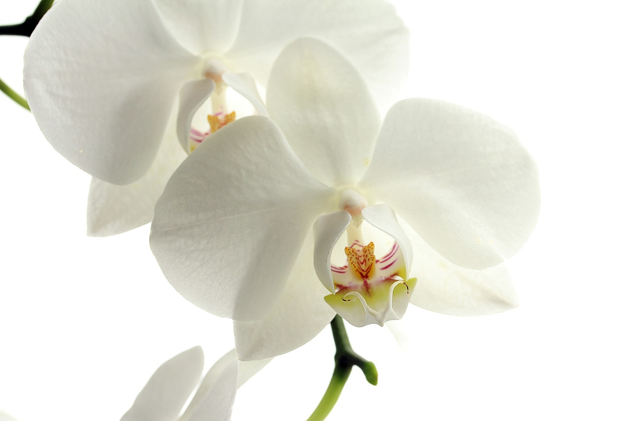 orchid, flower, free wallpaper-179004.jpg