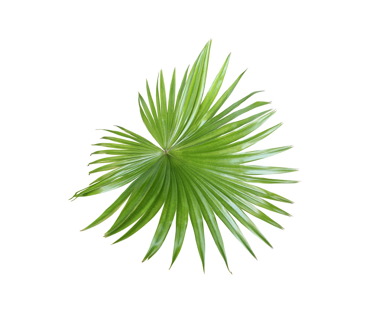 palm, leaf, foliage-4804292.jpg