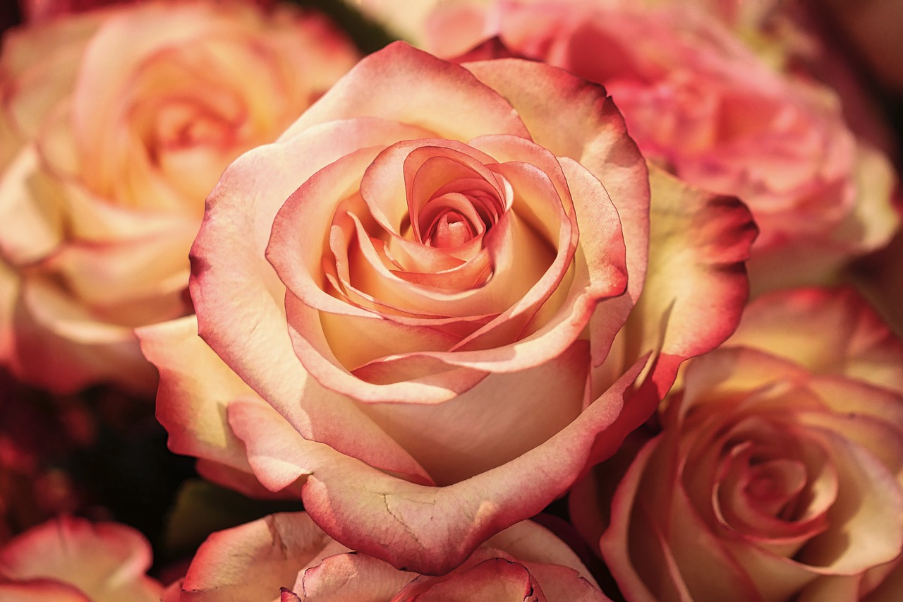 roses, flower background, flowers-3189198.jpg